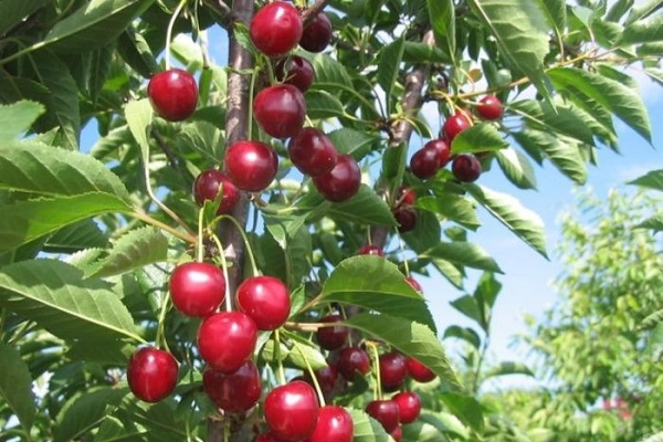 ripe berries