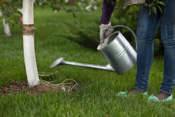 watering a tree