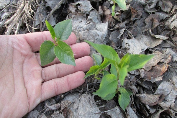 cereza de cría