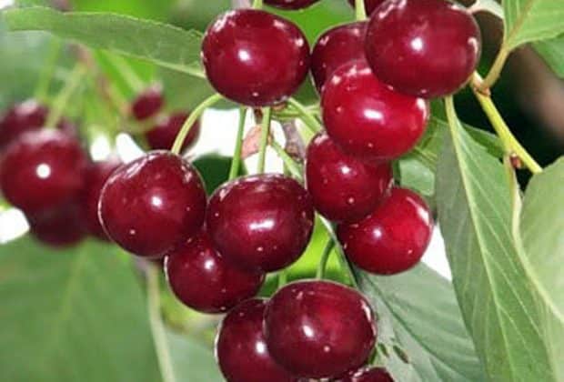 ripe cherry