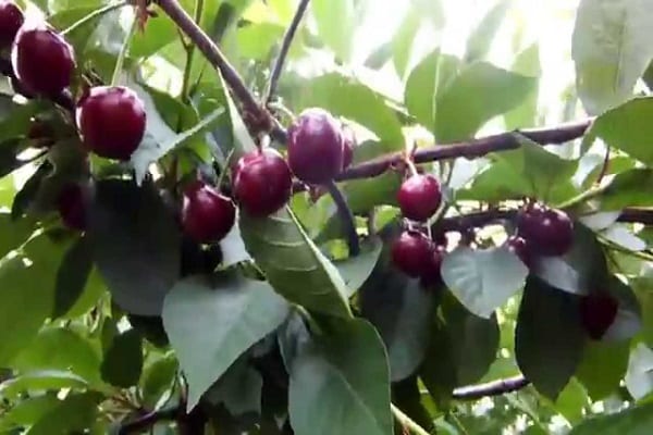 burgundy berries