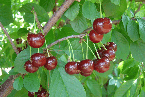 cultivar un híbrido