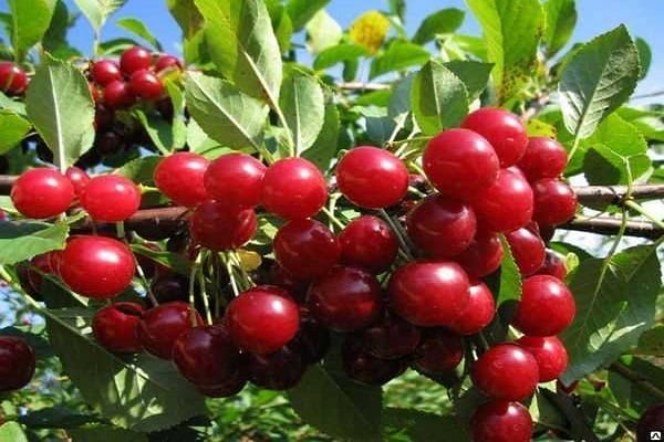 cherry abundant