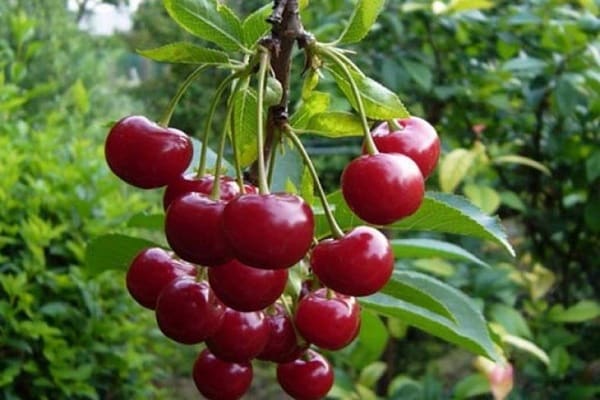 bouquet de cerises