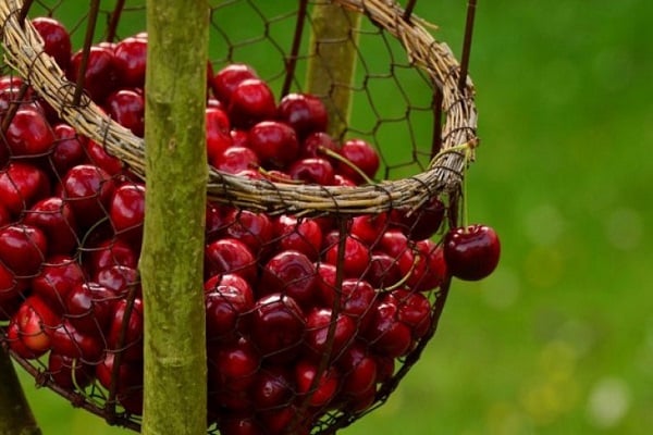 panier de récolte