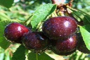 Description et caractéristiques de la variété de cerise Kent, avantages et inconvénients, culture