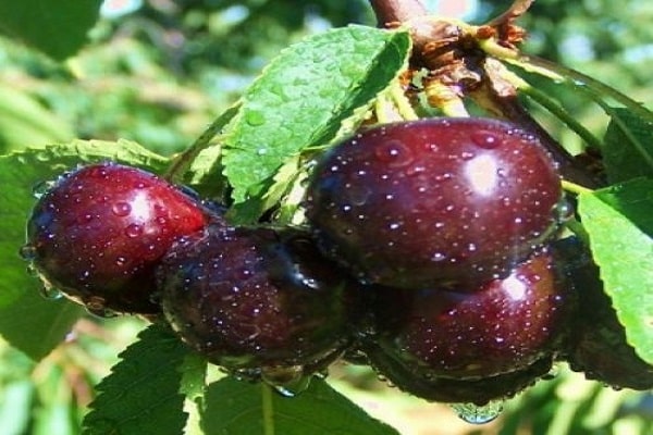 Kent cherry