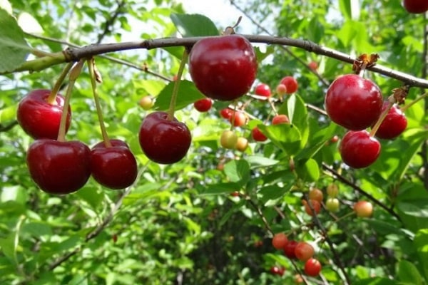 fruits rétrécissent