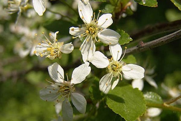 árbol floreciente