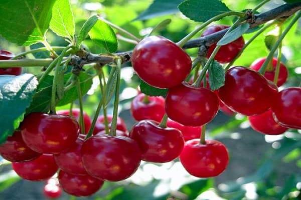 cerezas en crecimiento