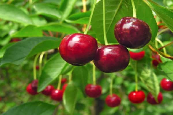 red berries