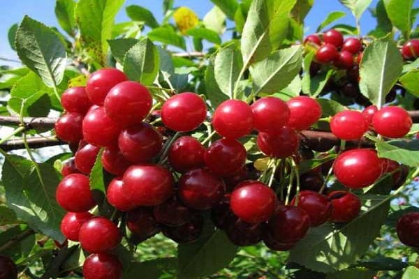 ripening of fruits