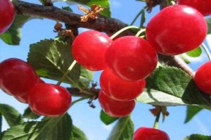 Description of cherry varieties Krasa Severa and characteristics of fruits and trees, cultivation