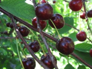 Descripción y características de la variedad de cereza Muza, características de plantación y cuidado.