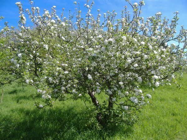 cereza en primavera