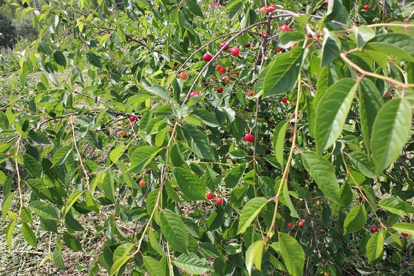 in green leaves