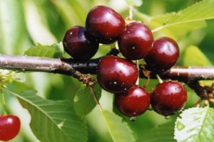 Histoire de reproduction, description et caractéristiques de la variété de cerises Minx et règles de culture