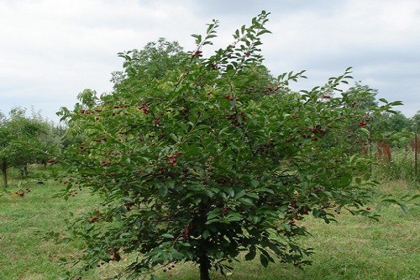 arbre vert