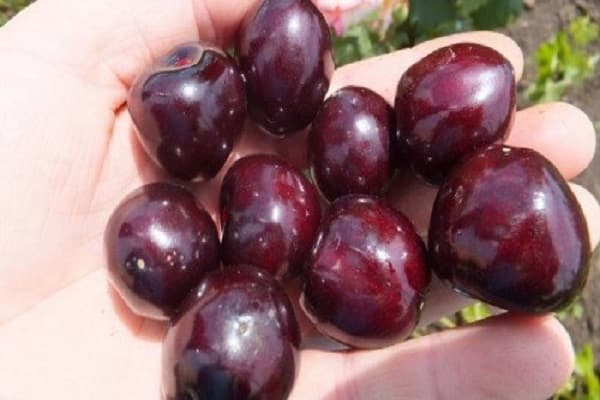 berries in hand