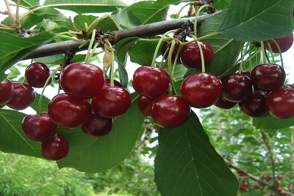 red berries