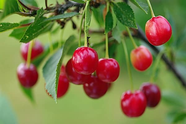 kantaa hedelmää onnistuneesti