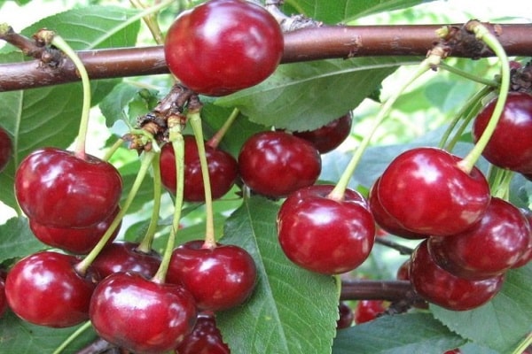 Árbol de frutas