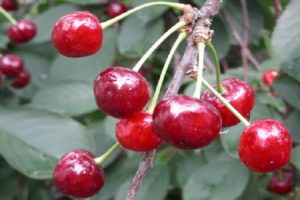 Description et caractéristiques de la variété Persistent cherry, ses avantages et ses inconvénients