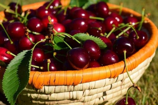 basket of berries