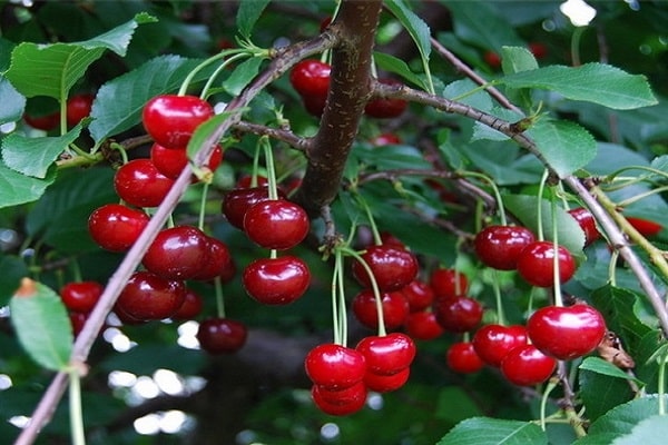 couronne de jardin