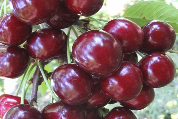 variedad de cereza