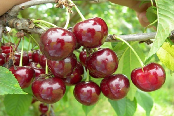 fruits préparés