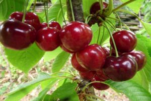 Description des variétés de cerises Uyfehertoi Fyurtosh et histoire, caractéristiques de culture