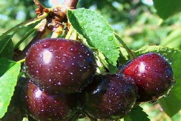 variedad de cereza