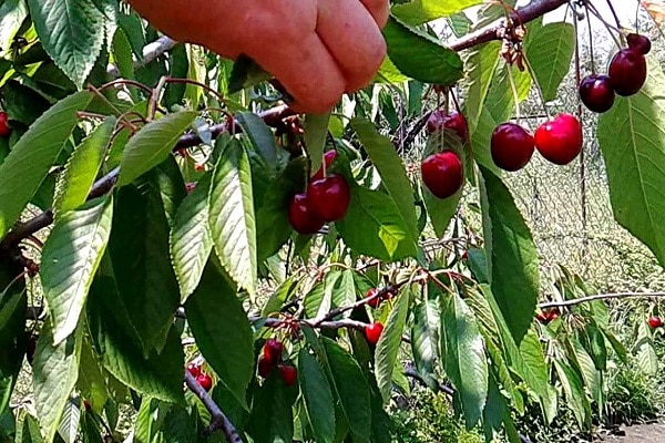 maduración temprana