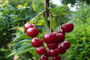 Description et caractéristiques de la variété de cerises Vechernyaya Zarya, histoire et règles de culture