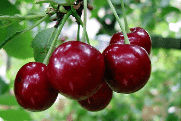 cherry variety