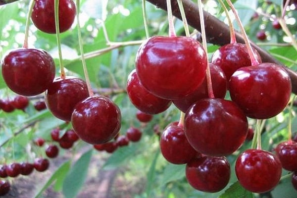 large fruits