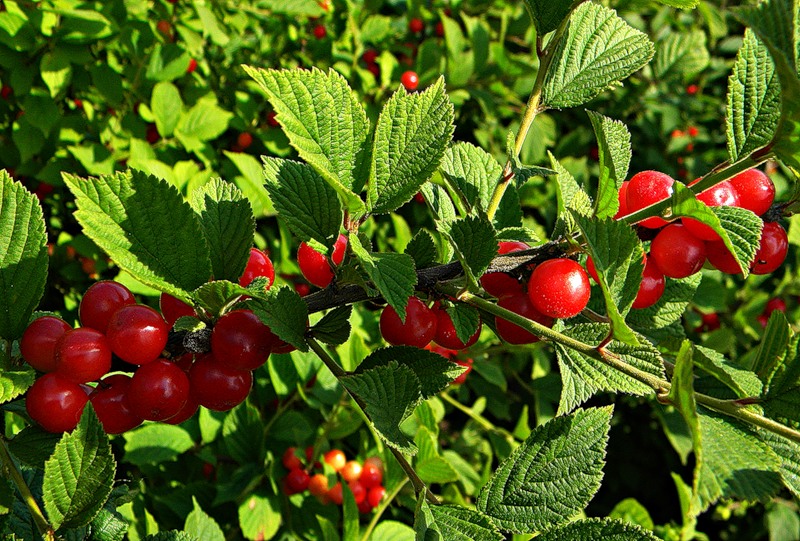 cerise en feutre