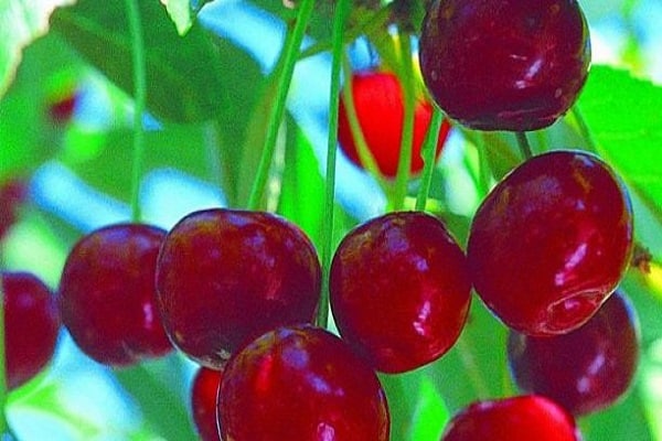 cherry sap