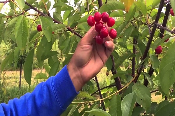 harvesting