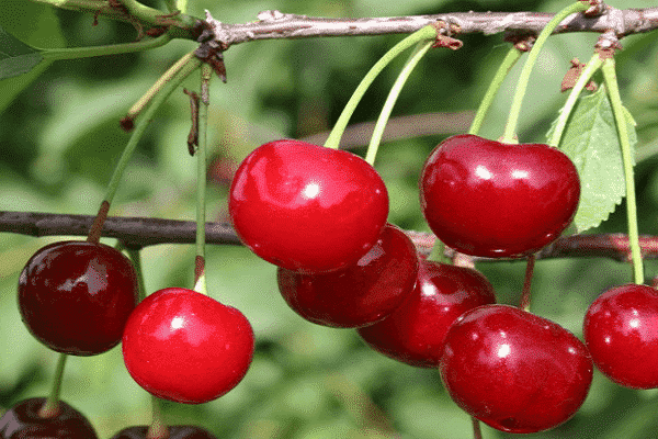 cherry varieties