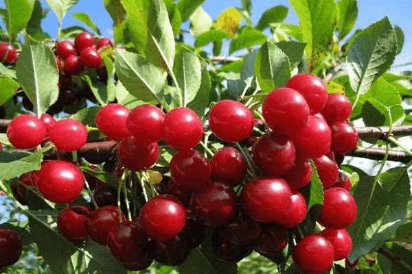 red berries