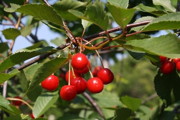 the onset of fruiting