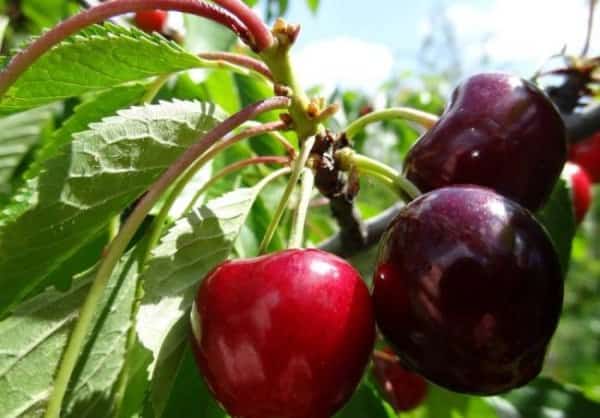 cereza escarlata