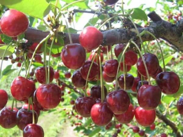 fruta de cereza