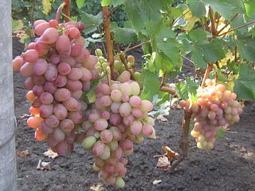 vodogray grapes