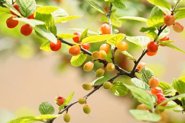 coccomokis berries