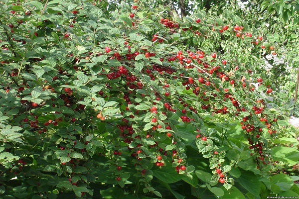 abundancia de frutas