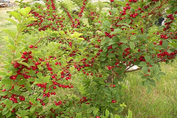 arbol maduro