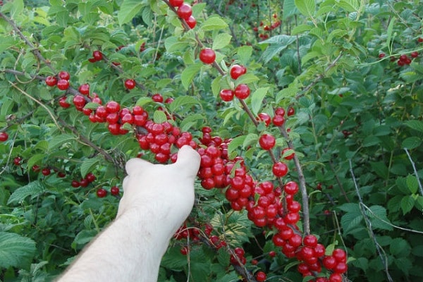 a bunch of berries